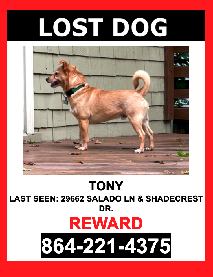 Image of Tony, Lost Dog