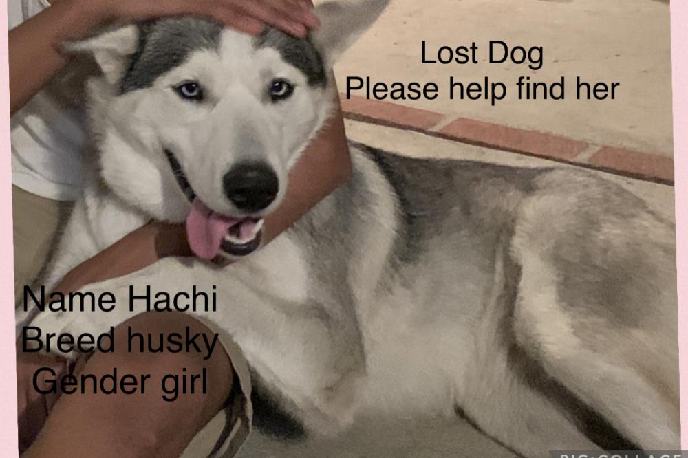 Image of Hashie, Lost Dog