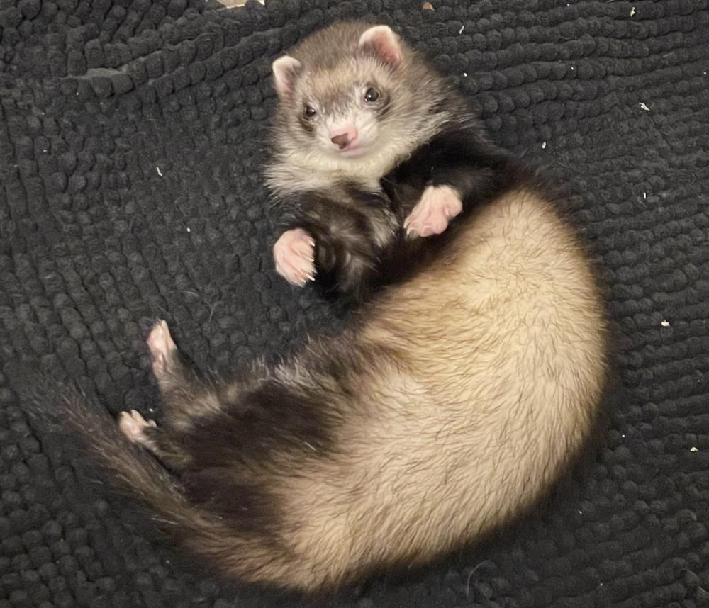 Image of Clementine, Lost Ferret