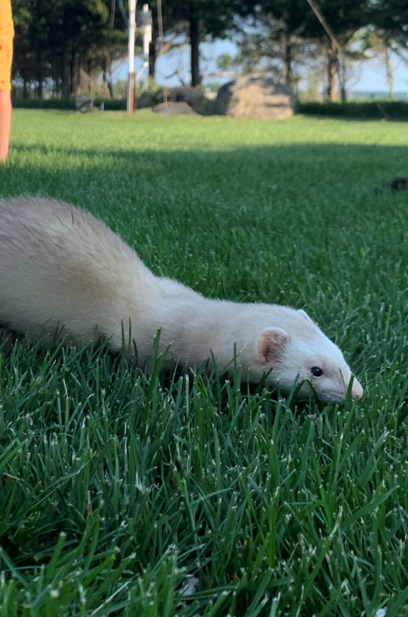 Image of Lucky, Lost Ferret