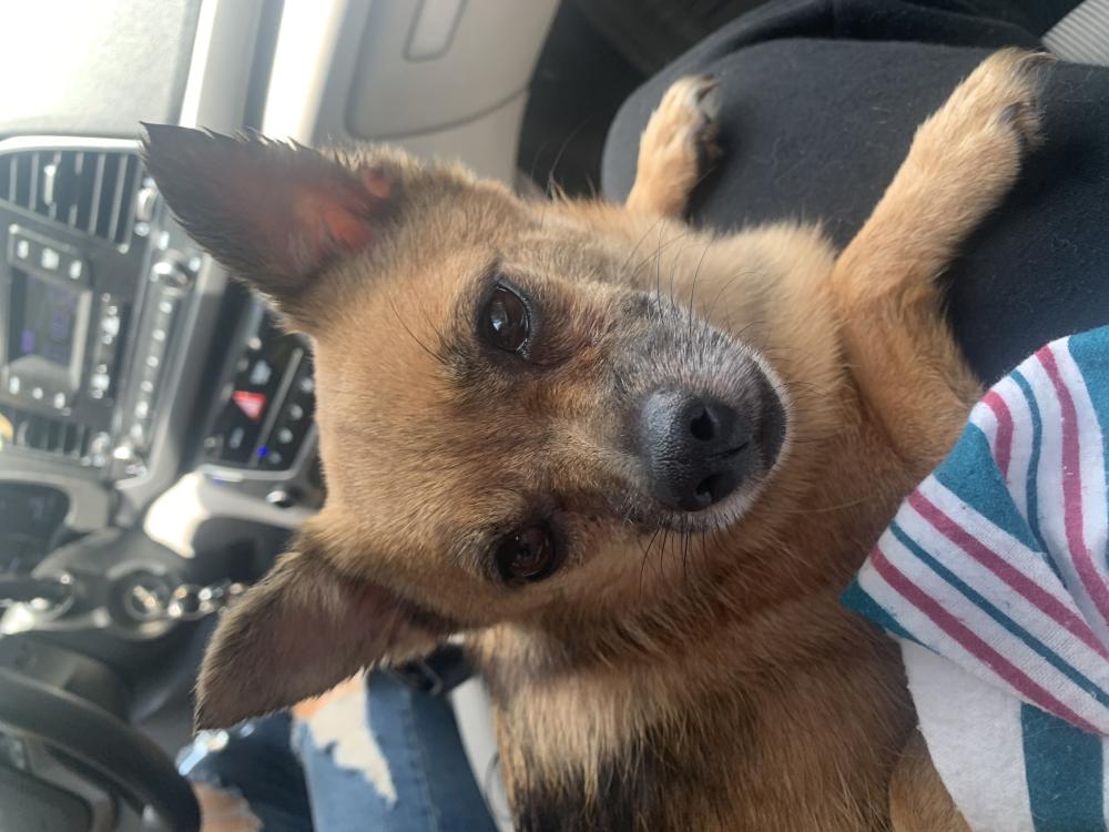 Image of FOUND CHIHUAHUA, Found Dog