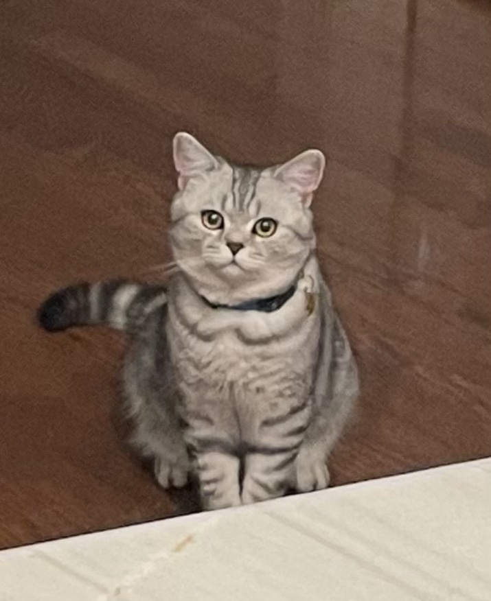 Image of Mitya, Lost Cat