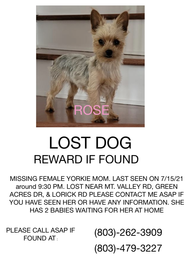 Image of Rose, Lost Dog