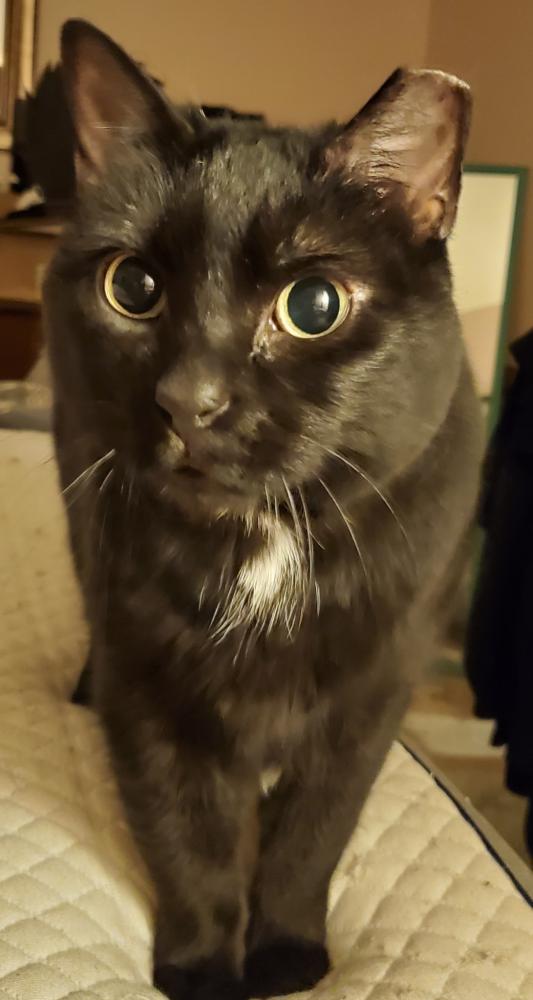 Image of Abby Sue, Lost Cat