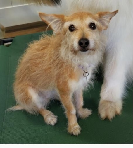 mesh regn kort Lost Dog Cairn Terrier in LAGUNA BEACH, CA - Lost My Doggie
