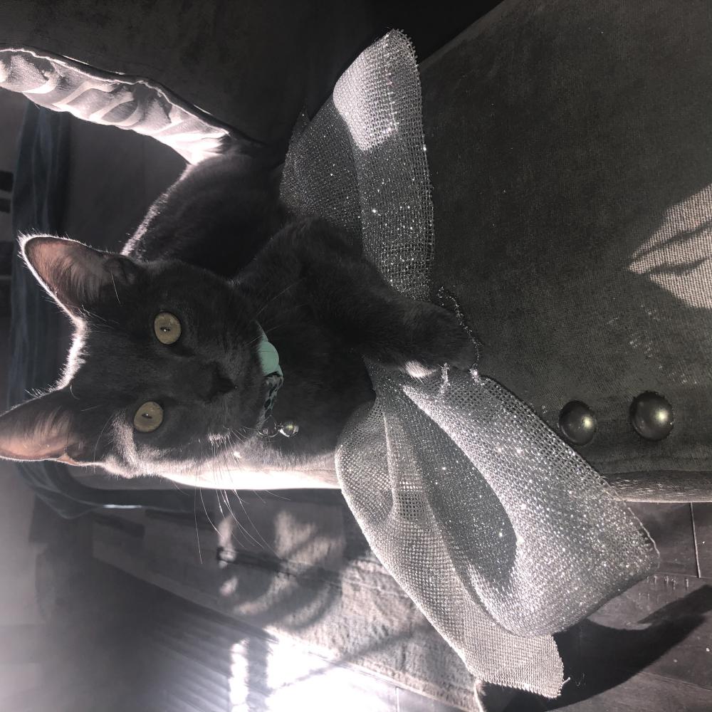 Image of Obi wan, Lost Cat