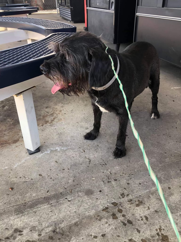 Image of Terrier mix, Found Dog