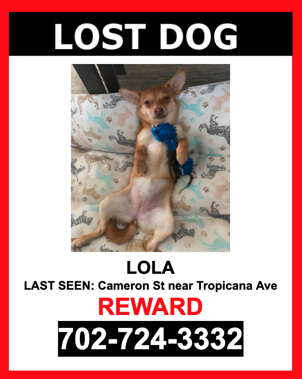 Image of Lola, Lost Dog
