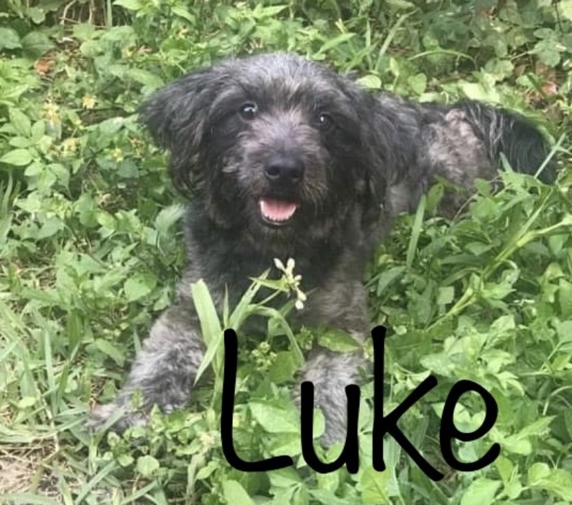 Image of Luke, Lost Dog