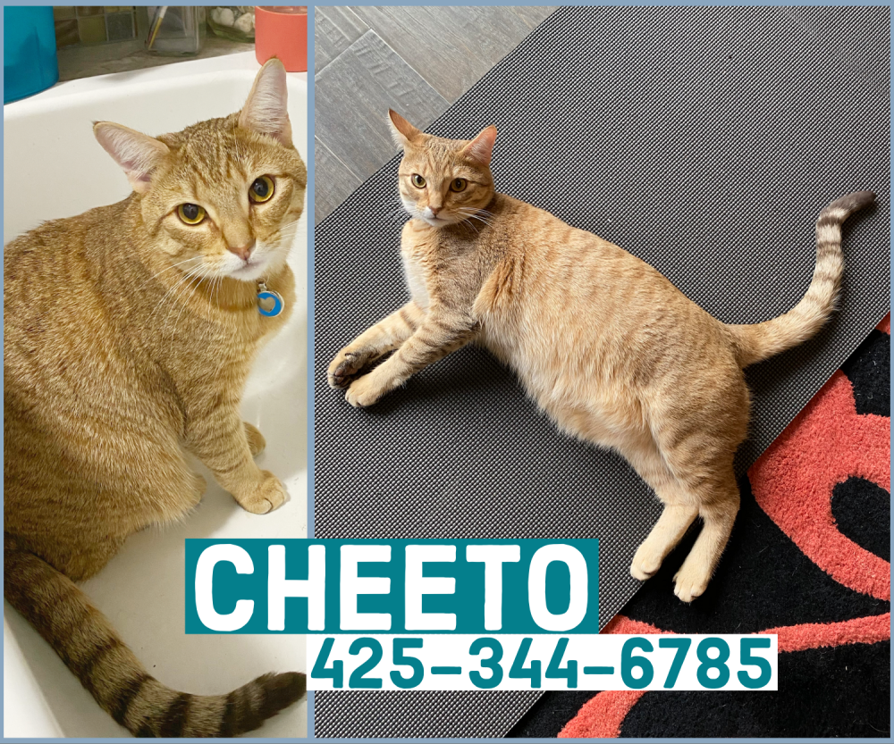 Image of Cheeto, Lost Cat