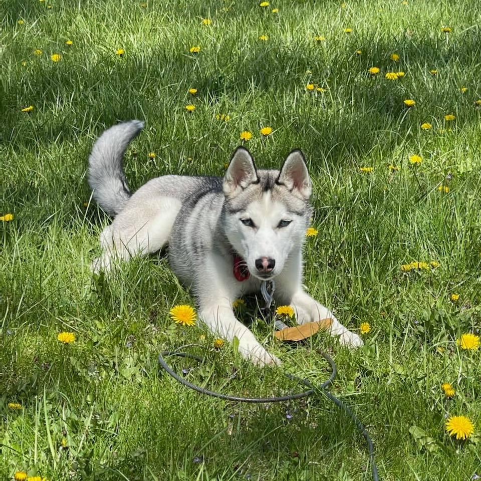 Image of Iris, Found Dog