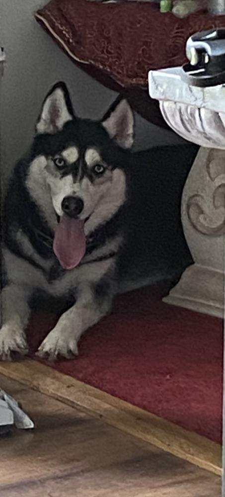Image of Kaia, Lost Dog