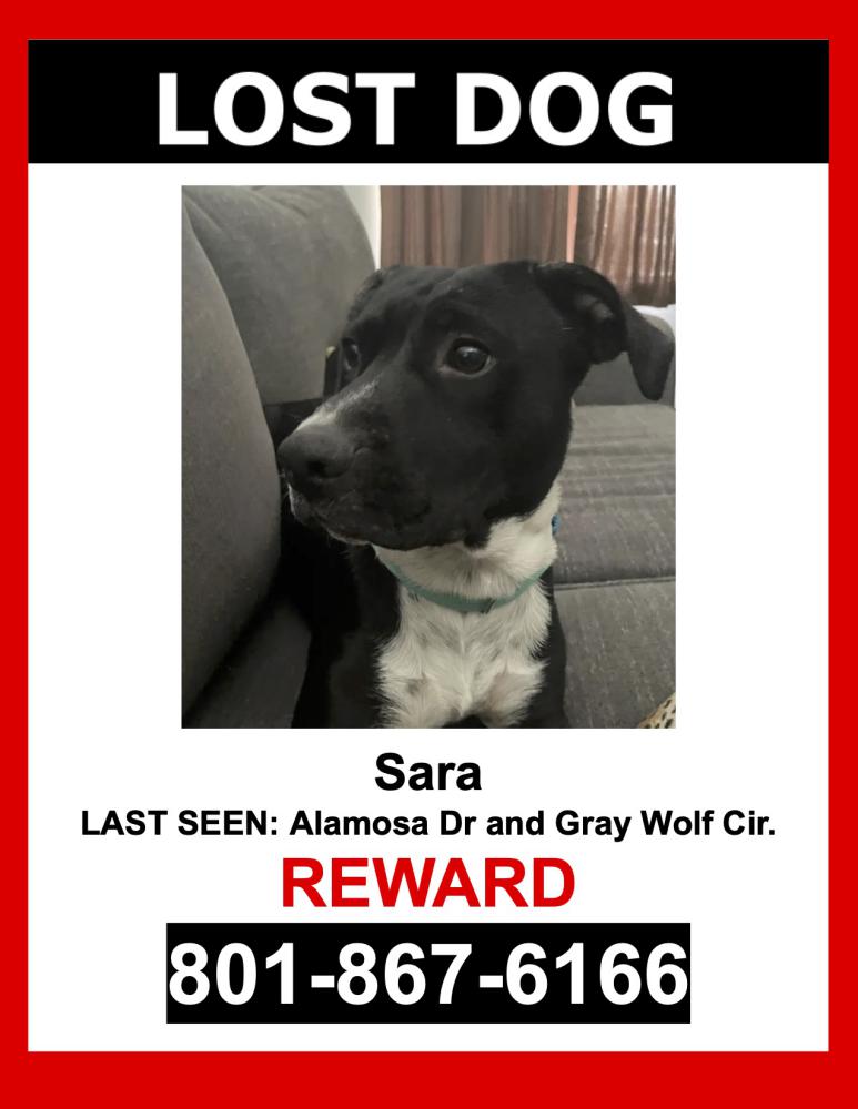 Image of Sara, Lost Dog
