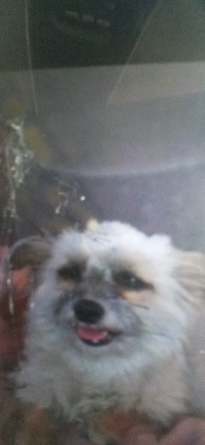 Image of Paola, Lost Dog