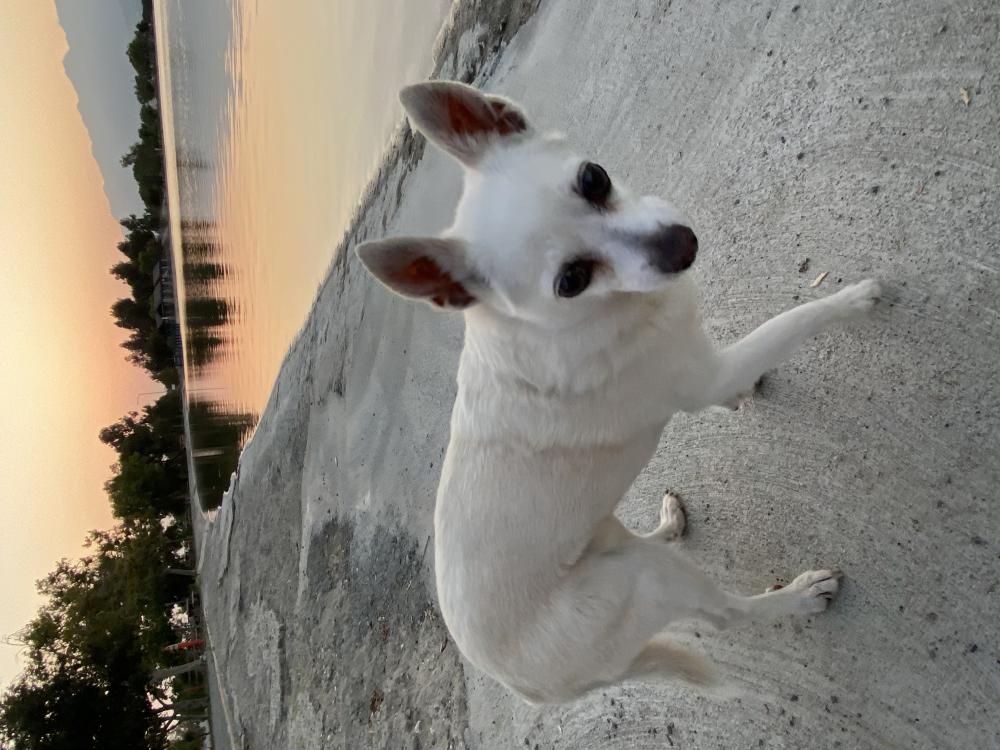 Image of nikki, Lost Dog
