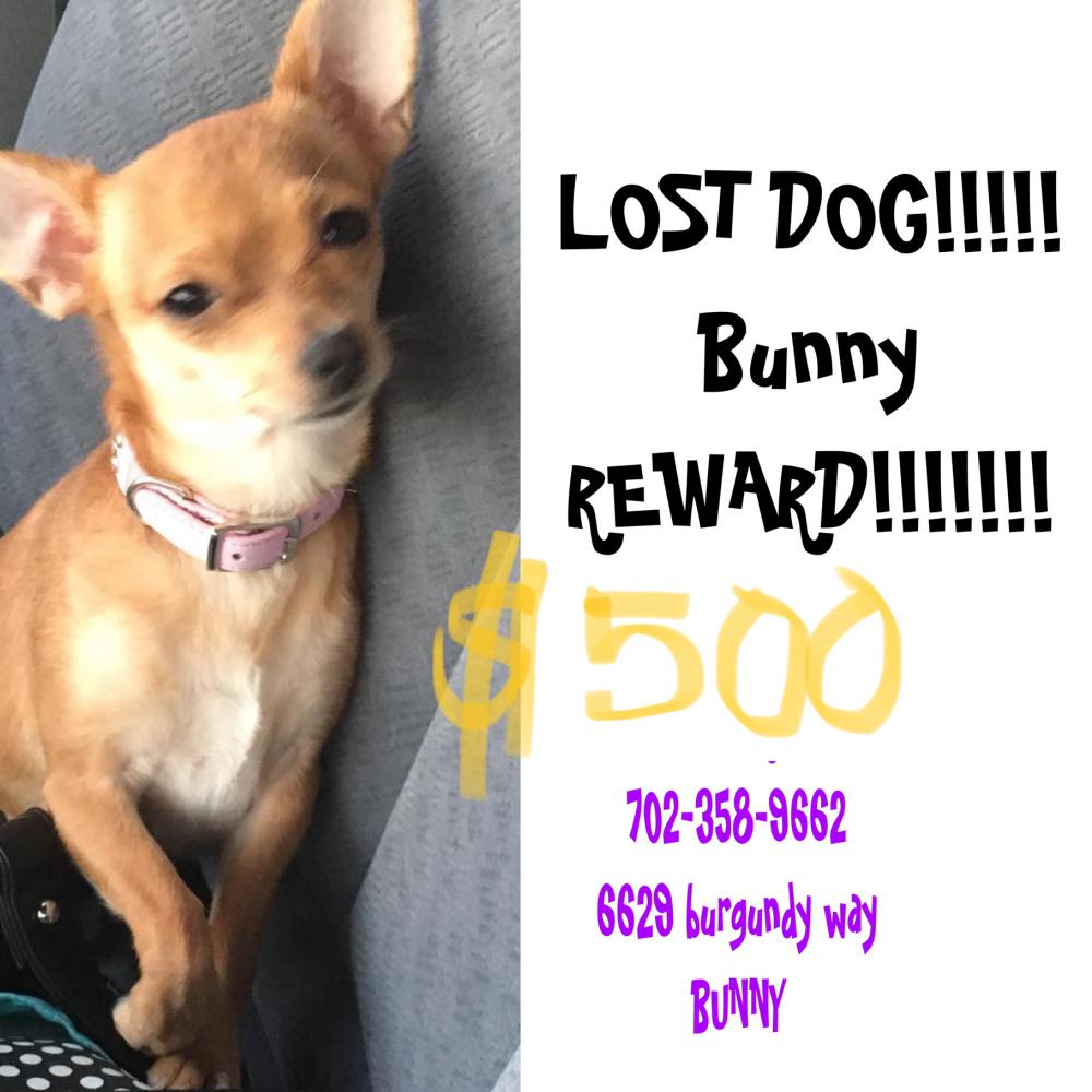 Image of Bunny, Lost Dog