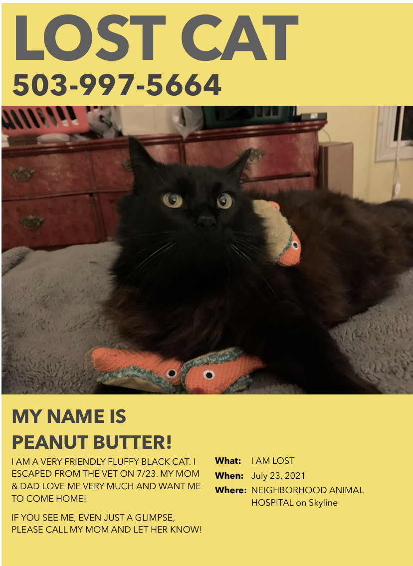 Image of Peanut Butter, Lost Cat
