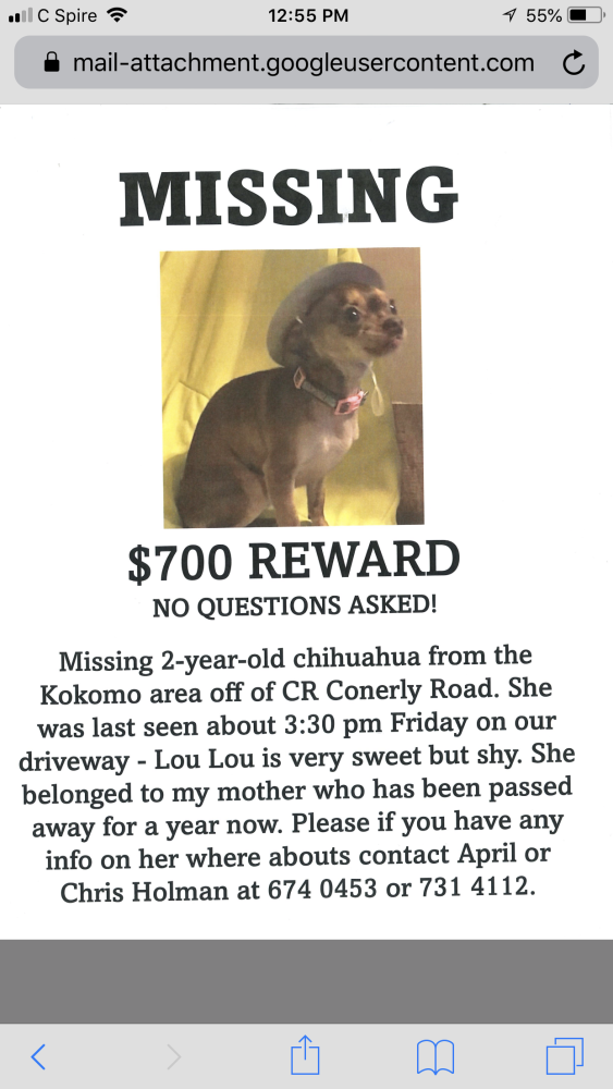 Image of Lou Lou, Lost Dog