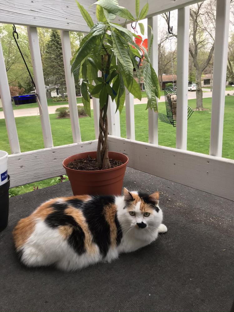 Image of Alley, Lost Cat