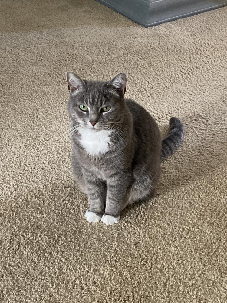 Image of Sox, Lost Cat