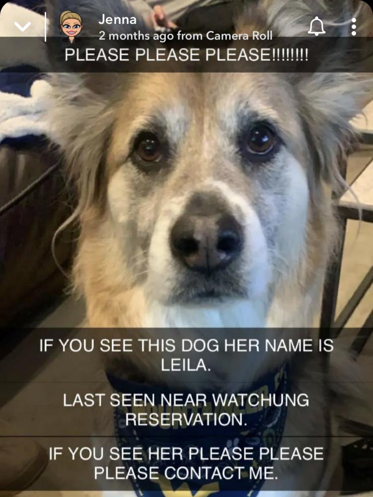 Image of Leila, Lost Dog
