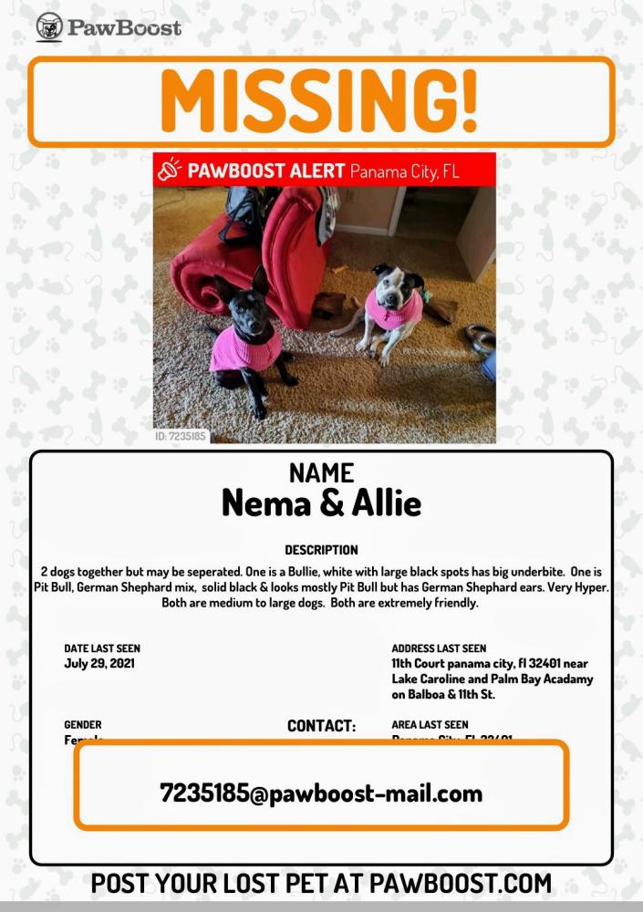 Image of Nema & Allie, Lost Dog