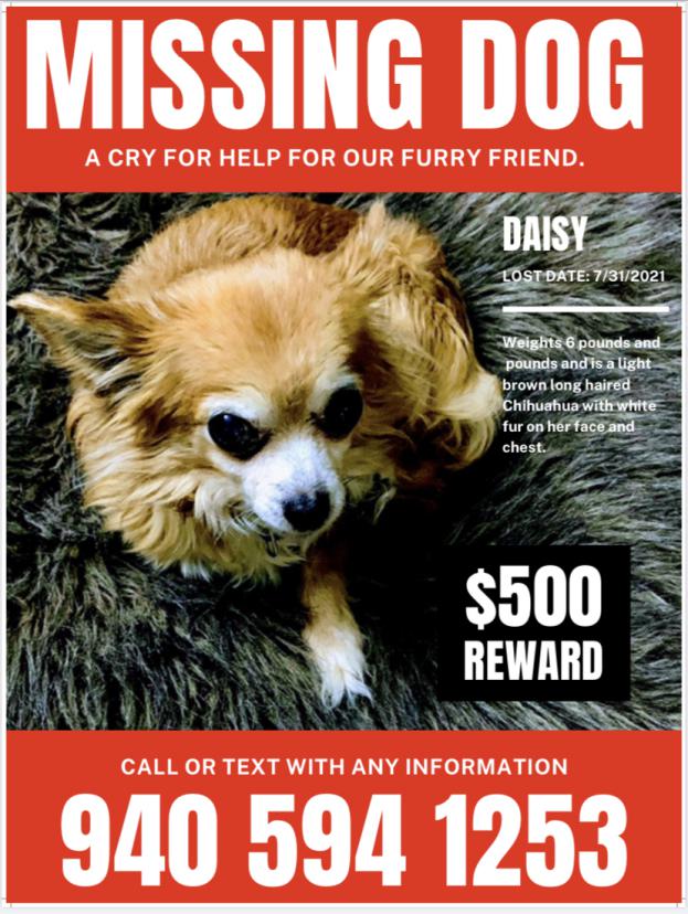Image of Daisy, Lost Dog