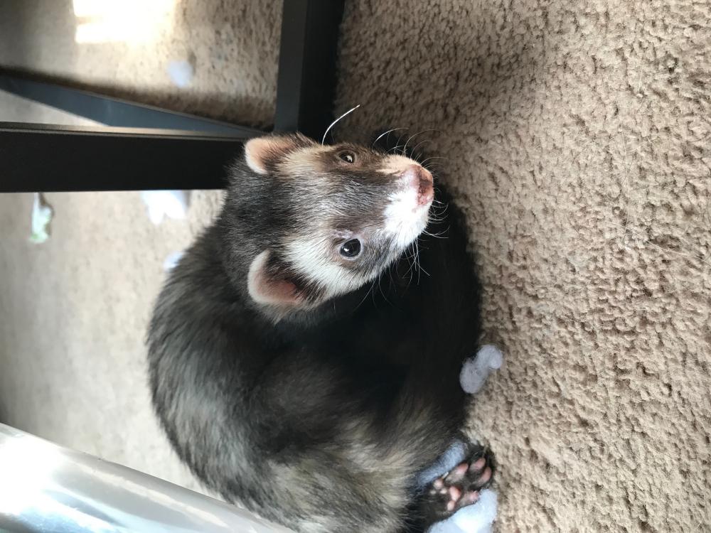 Image of Nibbles, Lost Ferret