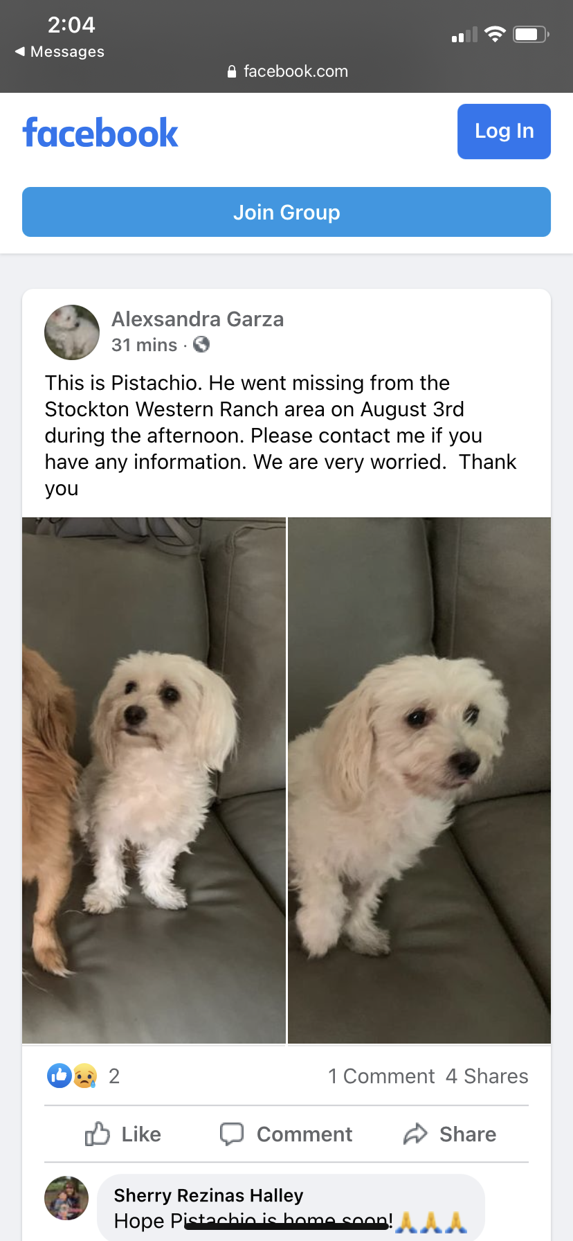 Image of Pistashio, Lost Dog