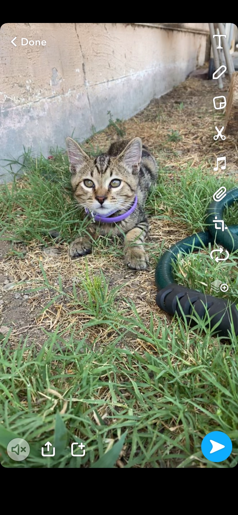 Image of Tiny, Lost Cat