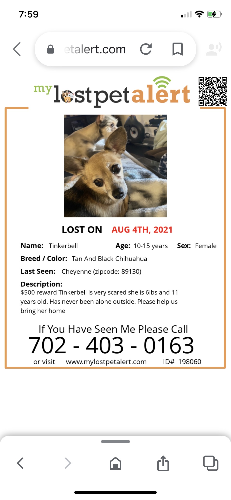 Image of TinkerBell, Lost Dog