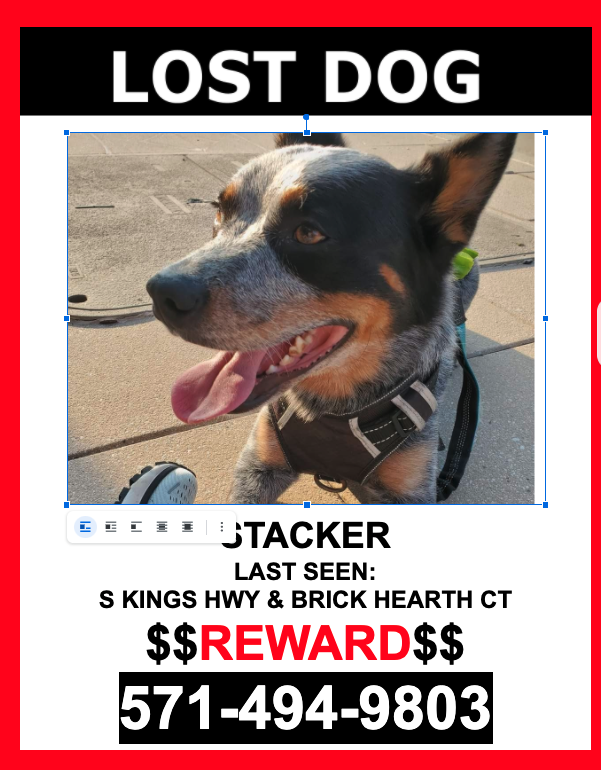 Image of Stacker, Lost Dog