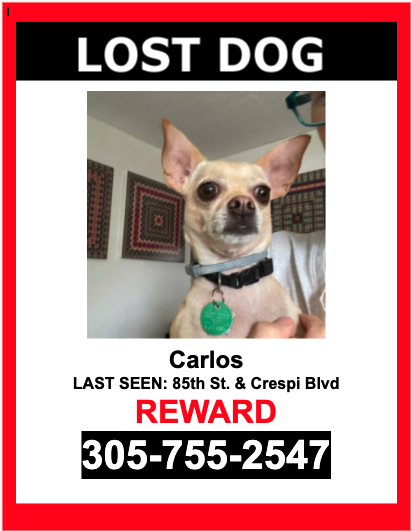 Image of Carlos, Lost Dog