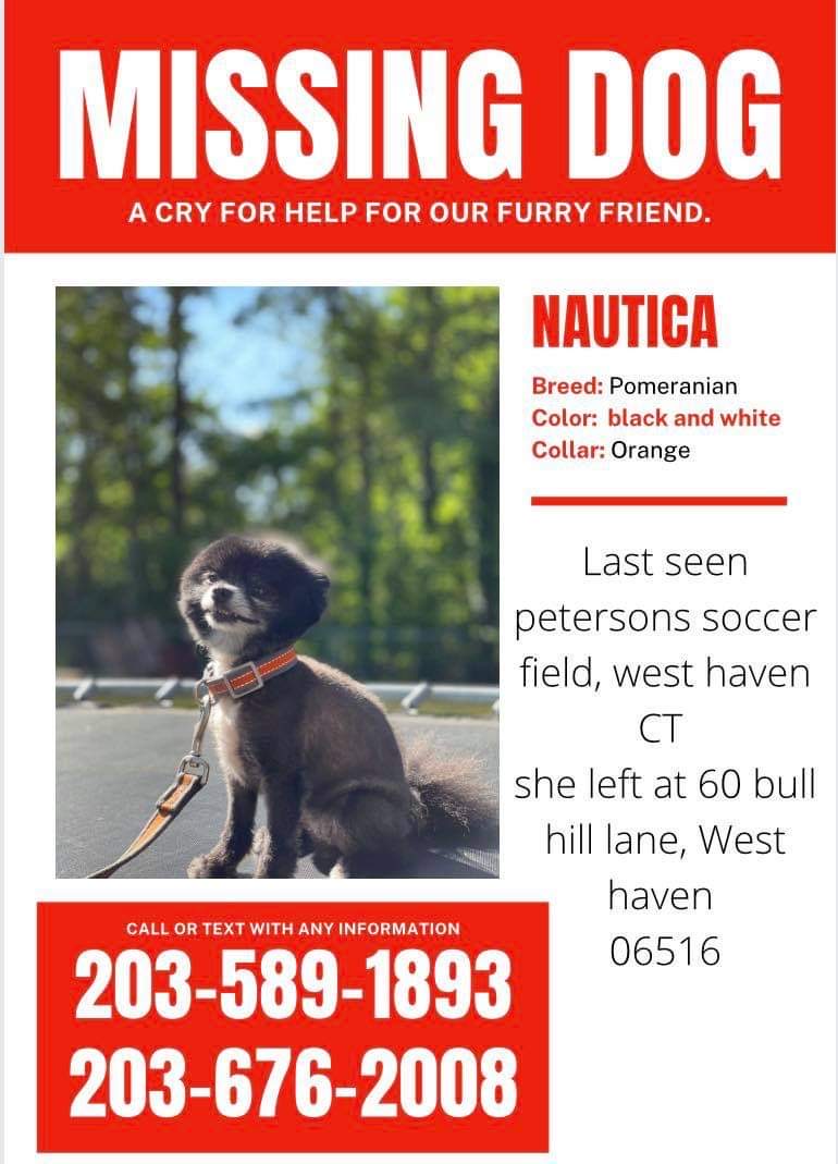 Image of nautica, Lost Dog