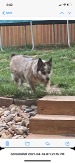 Image of Tootsie, Lost Dog
