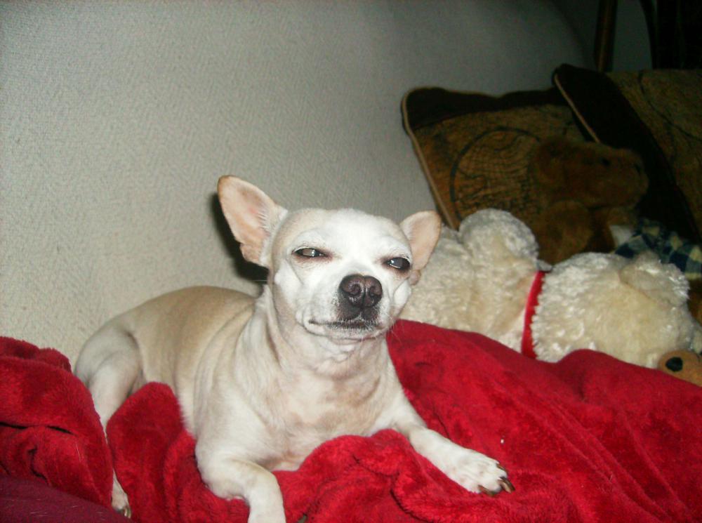 Image of Nilla, Lost Dog
