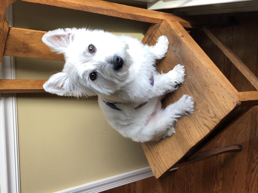 Image of Chase- white westie, Lost Dog