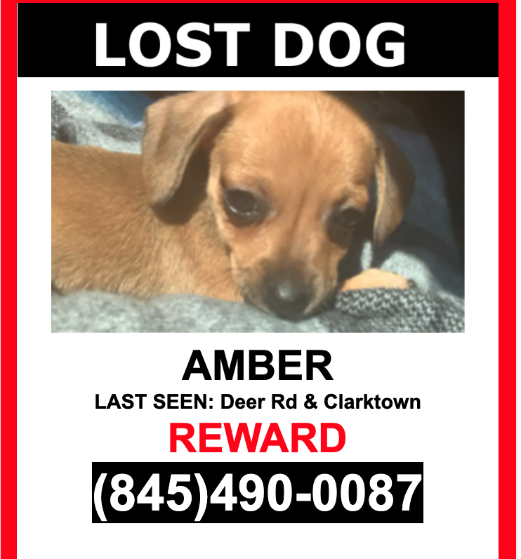 Image of Amber, Lost Dog