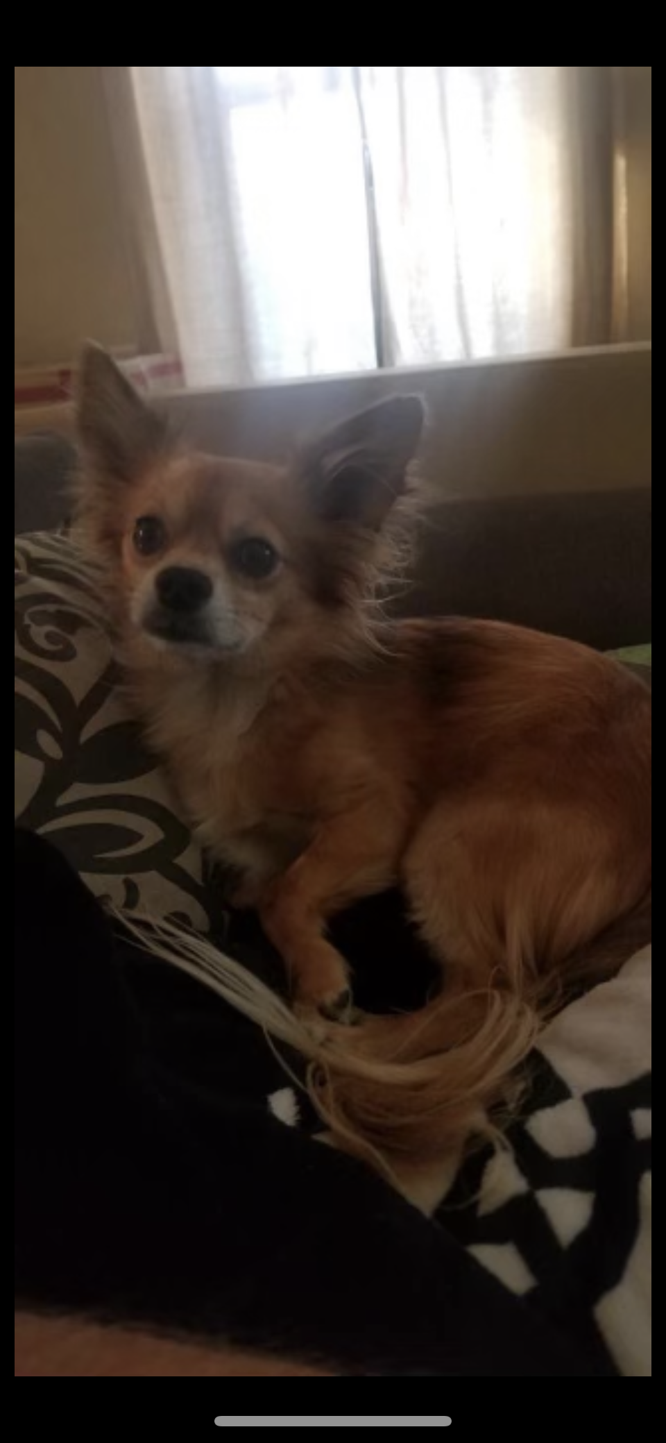 Image of Chester, Lost Dog
