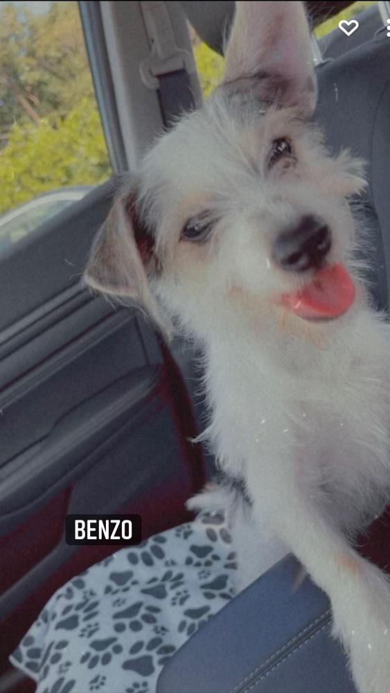 Image of Benzo, Lost Dog