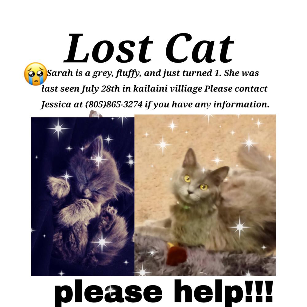 Image of Sarah, Lost Cat