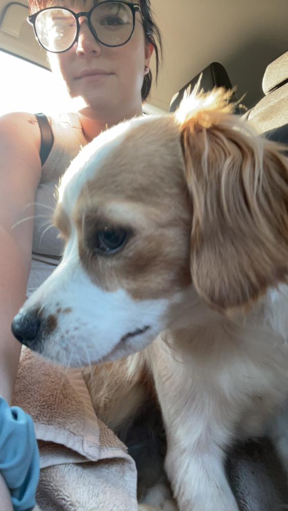 Image of Sparkles, Lost Dog