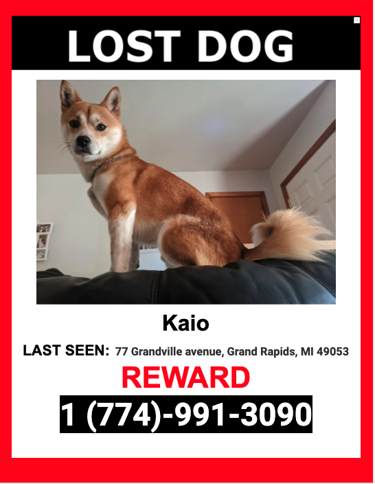 Image of Kaio, Lost Dog