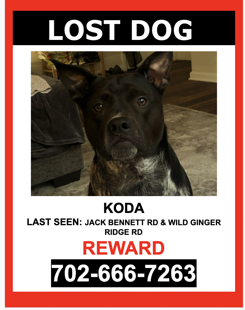 Image of KODA, Lost Dog