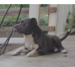 Image of Southpaw (pawpaw), Lost Dog