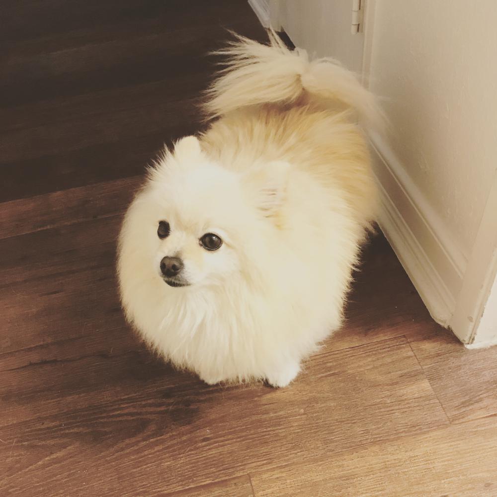 Image of Echo, Lost Dog