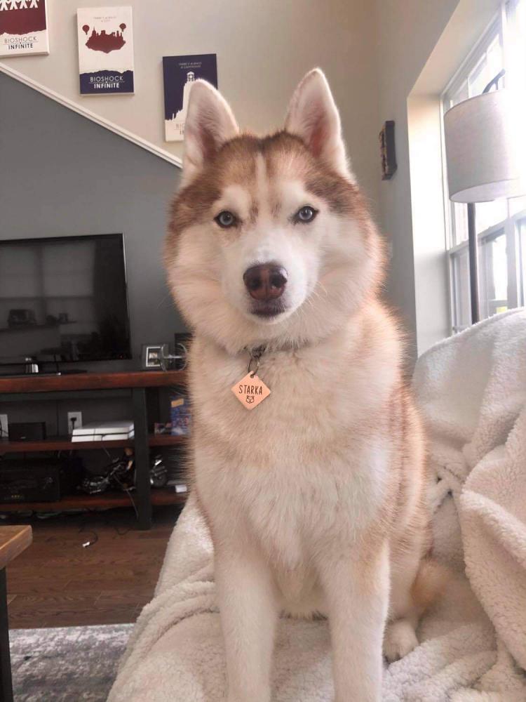 Image of Starka, Lost Dog