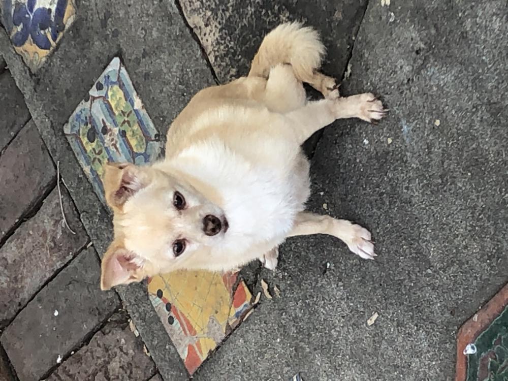 Image of Little Girl, Lost Dog