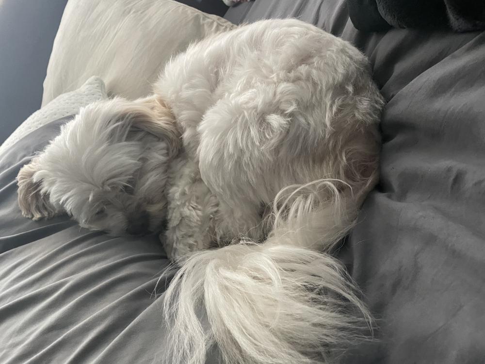 Image of Snowy, Lost Dog
