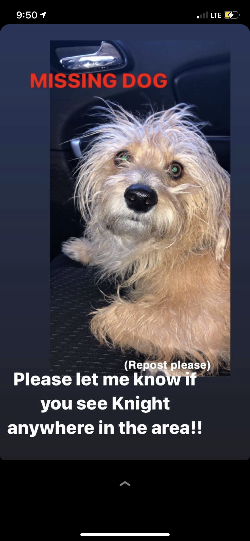 Image of Knight, Lost Dog